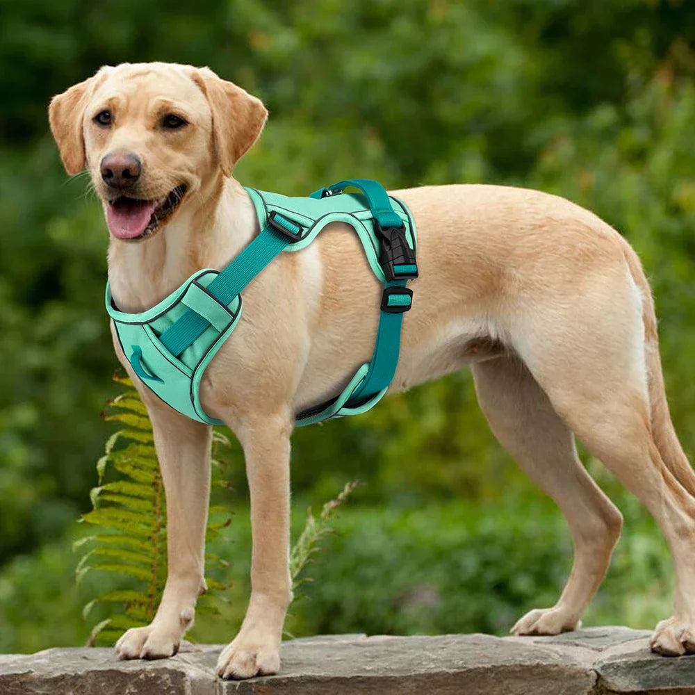 Labrador mit türkisfarbenem Hundegeschirr, verstellbar, robust, für Spaziergänge im Freien.
