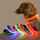 Hund mit leuchtendem LED-Halsband in Orange, verschiedene Farben, Sicherheit, Nachtspaziergang.
