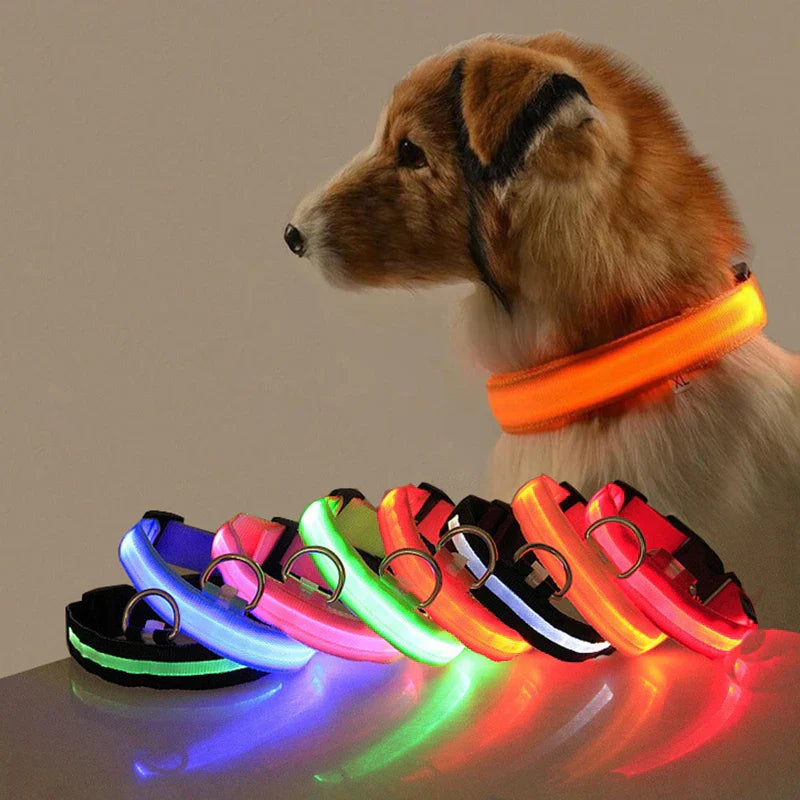 Hund mit leuchtendem LED-Halsband in Orange, verschiedene Farben, Sicherheit, Nachtspaziergang.