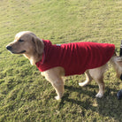 Golden Retriever im roten Hundemantel auf grünem Rasen. Hundebekleidung, Haustiermode, Outdoor-Hundejacke, stilvoller Hundemantel.