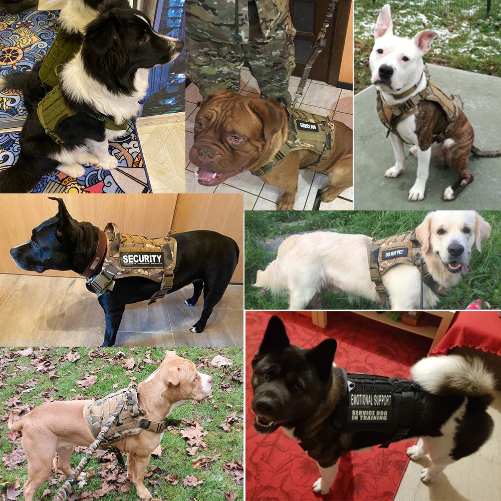 Verschiedene Hunde in taktischen Hundegeschirren, Sicherheits- und emotionaler Unterstützung.