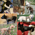 Verschiedene Hunde in taktischen Hundegeschirren, Sicherheits- und emotionaler Unterstützung.