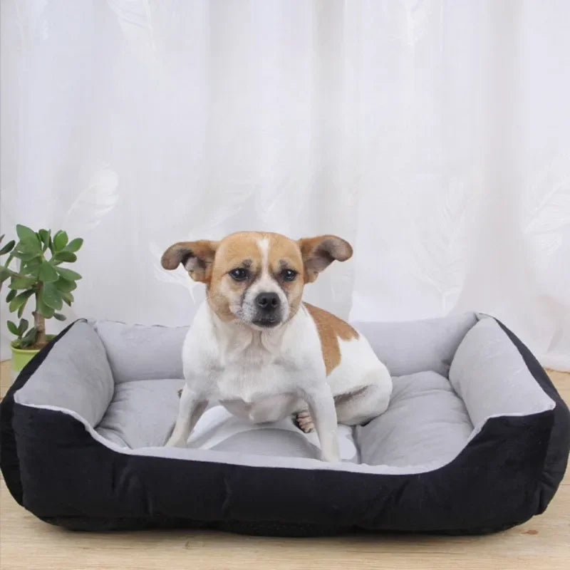 Kleiner Hund in grauem Hundebett, gemütlich, Haustierbedarf, bequem, Wohnzimmer.
