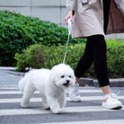 Frau führt weißen Hund an Leine über Zebrastreifen, Hundeleine, Spaziergang, Stadtumgebung.