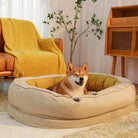 Shiba Inu in beigem Hundebett, gemütlich im Wohnzimmer mit gelber Decke und Pflanzen.