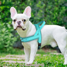 Französische Bulldogge mit türkisfarbenem Hundegeschirr im Garten, Haustierzubehör.