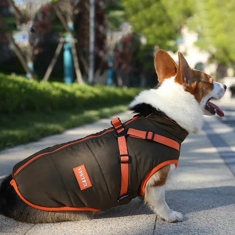 Corgi im Outdoor-Hundemantel, schwarz-orange, auf Gehweg. Perfekt für Herbstspaziergänge. Bequeme Hundebekleidung, wetterfest, stilvoll.