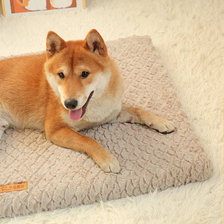 Shiba Inu Hund auf beigem, weichem Hundebett aus Plüsch auf flauschigem Teppich.