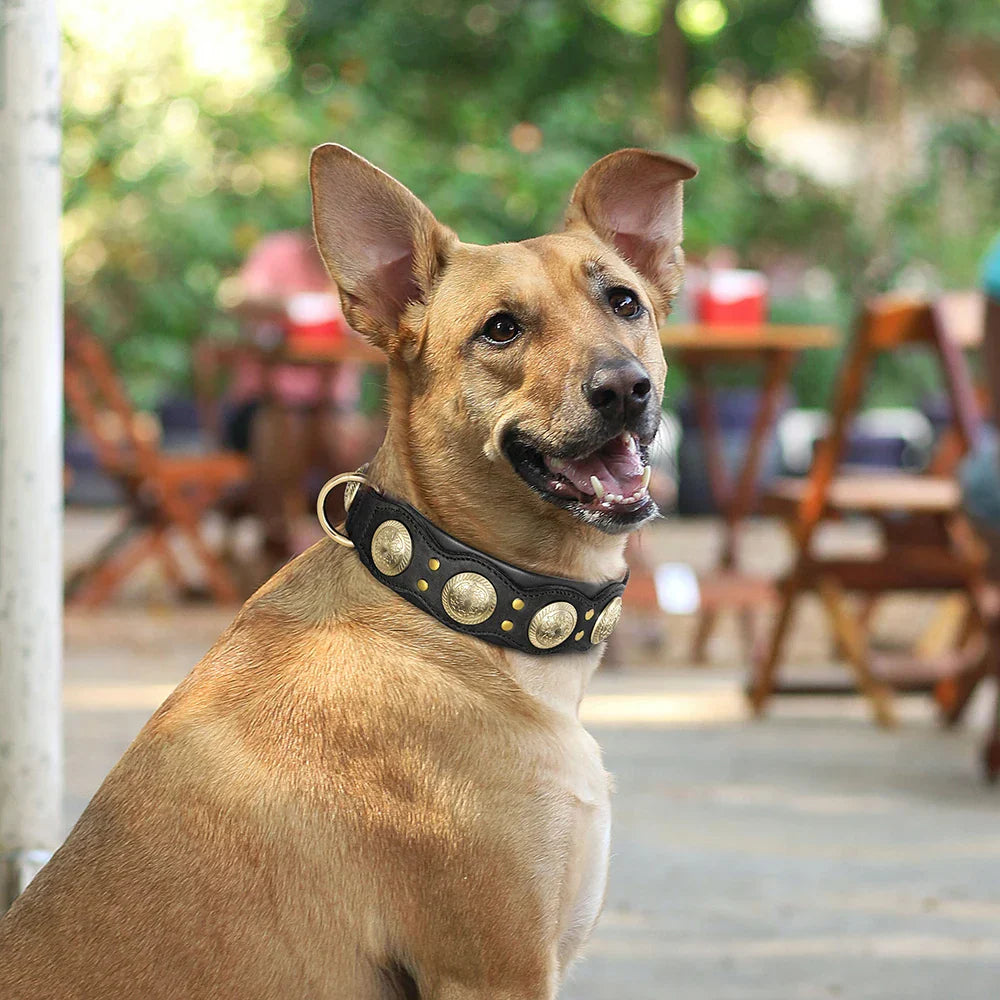 Brauner Hund mit schwarzem Nietenhalsband im Freien, lächelnd, Hintergrund unscharf.