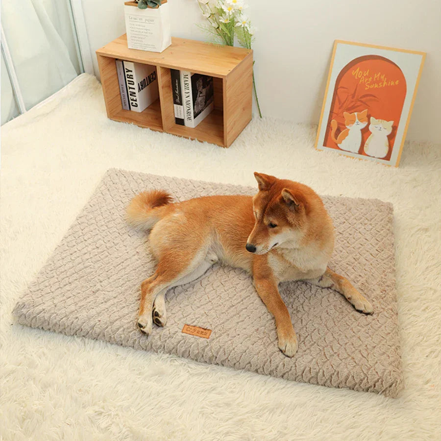 Hund auf beigem Hundebett, Shiba Inu, weicher Teppich, gemütliches Wohnzimmer, Haustierkomfort.