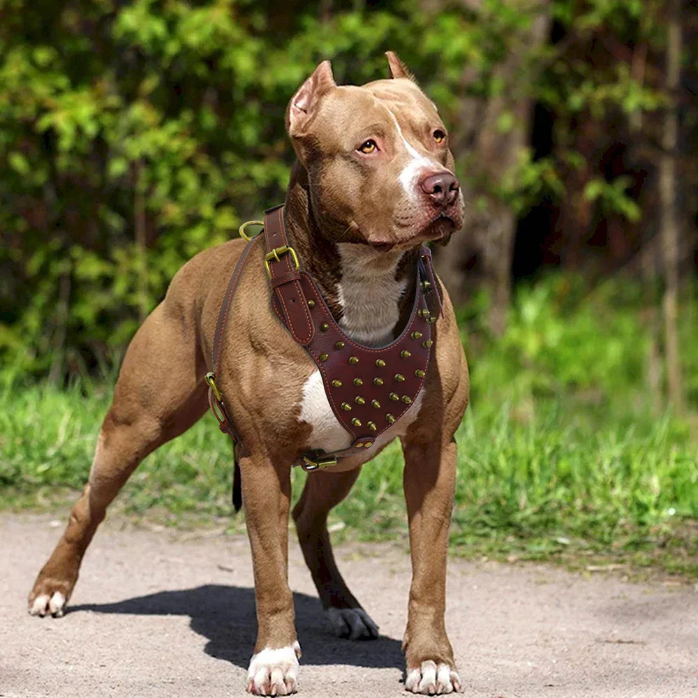 Brauner Pitbull mit Nieten-Hundegeschirr im Freien, robustes Leder, Spaziergang im Park.