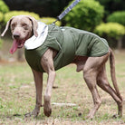 Hund in grüner Winterjacke mit Kapuze, ideal für kaltes Wetter. Perfekt für Outdoor-Aktivitäten, bietet Wärme und Komfort für Ihren Vierbeiner.