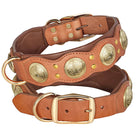 Braunes Lederhalsband mit goldenen Verzierungen, Hundehalsband, robust, stilvoll, hochwertig.