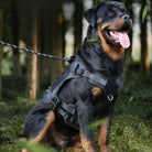 Rottweiler mit schwarzem Hundegeschirr im Wald, robustes Design, ideal für große Hunde.