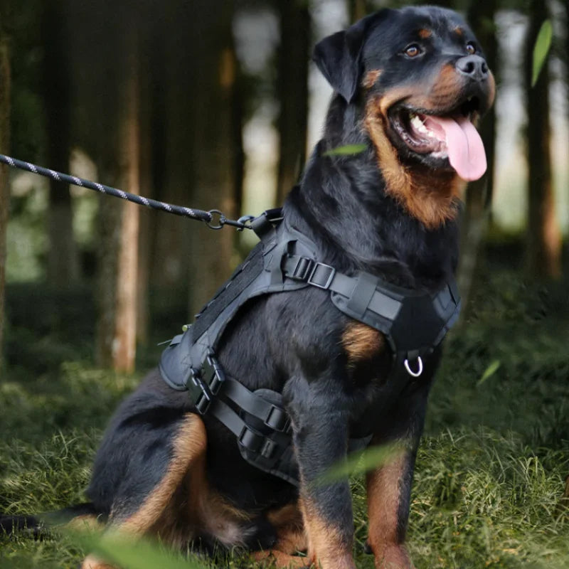 Rottweiler mit schwarzem Hundegeschirr im Wald, robustes Design, ideal für große Hunde.