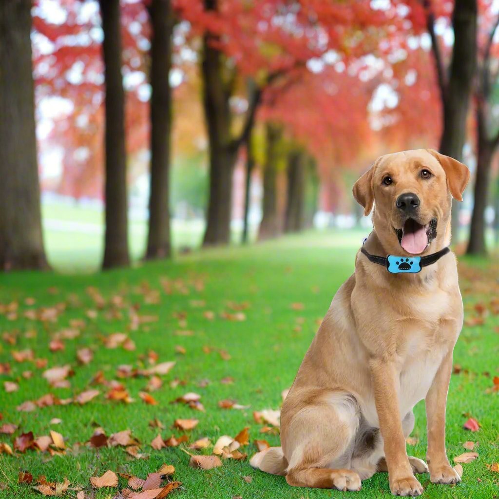 Labrador Retriever mit Anti-Bell-Halsband sitzt auf grünem Rasen, umgeben von herbstlichen Bäumen. Hundetraining, Haustierbedarf, Herbstlandschaft.