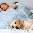 Hund mit Zeus Anti-Bell-Halsband schläft auf Bett, während Paar im Hintergrund ruht. Effektives Hundetraining, ruhiger Schlaf, Haustierbedarf.