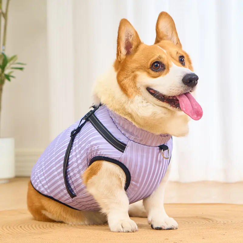 Corgi-Hund in lila gestreifter Hundejacke, sitzt auf Teppich. Perfekte Hundebekleidung für kalte Tage. Stilvolle, warme Hundejacke kaufen.