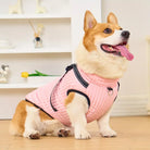 Corgi in rosa Weste sitzt auf Holzboden, lächelt. Perfektes Haustierfoto, Hundemode, süßer Corgi, Haustierbekleidung, Innenaufnahme.