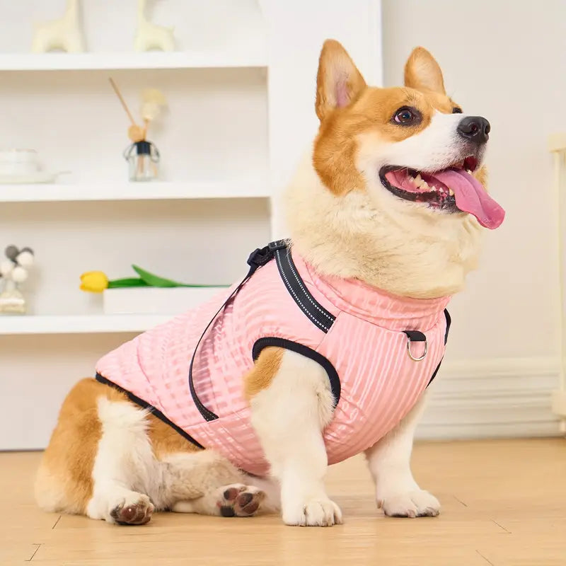 Corgi in rosa Weste sitzt auf Holzboden, lächelt. Perfektes Haustierfoto, Hundemode, süßer Corgi, Haustierbekleidung, Innenaufnahme.