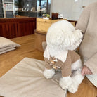Weißer Bichon Frisé im Café, trägt braunen Mantel. Niedlicher Hund, Haustiermode, gemütliches Ambiente, stilvolle Hundebekleidung.