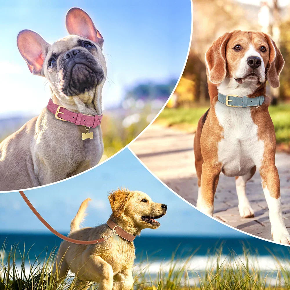 Hundehalsbänder in verschiedenen Farben und Designs, ideal für Spaziergänge. Hochwertige Materialien, bequem und stilvoll für jeden Hund.