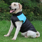 Labrador Retriever trägt eine schwarze Hundejacke mit blauem Akzent, sitzt auf grünem Gras. Hundebekleidung, Outdoor, Haustiermode, warm.