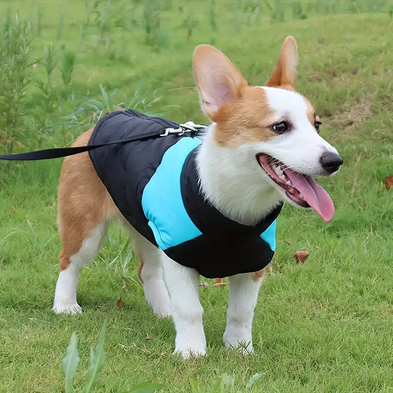 Corgi im blauen Hundemantel auf grünem Rasen. Niedlicher Hund, Haustiermode, Outdoor-Aktivität, Hundebekleidung, Spaziergang im Park.