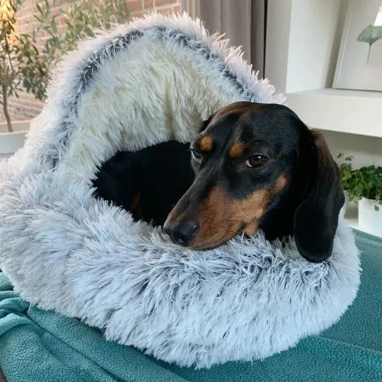 Dackel in grauem, flauschigem Hundebett mit Höhle, ideal für Angstlinderung und Komfort.