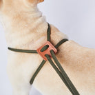 Hochwertiges Hundegeschirr aus robustem, grünem Seil mit Lederdetails. Ideal für kleine Hunde, bietet Komfort und Sicherheit beim Spaziergang.