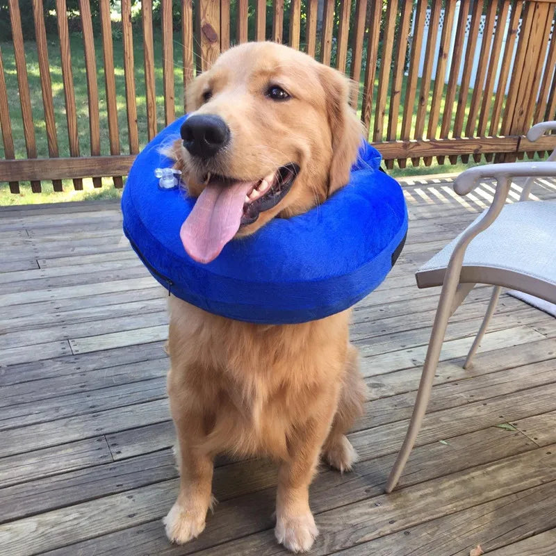 Goldener Retriever mit blauem Halskragen auf Holzterrasse. Hund, Haustier, Erholung, Sommer, Outdoor, süß, freundlich, spielerisch, Tierbedarf.