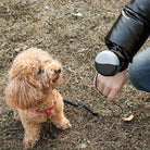 Pudel mit rotem Halsband auf Wiese, neben einer Person mit automatischer Hundeleine. Perfekt für Spaziergänge, Haustierbedarf, Hundezubehör.