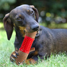 Dackel kaut auf rotem Hundespielzeug im Gras. Perfekt für Zahnpflege und Spielspaß. Ideal für kleine Hunderassen. Robust und langlebig.