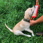 Welpe spielt mit Beißkissen im Gras. Hundetraining, Welpenspielzeug, Outdoor-Aktivität. Ideal für aktive Hundeerziehung und Spaß im Freien.