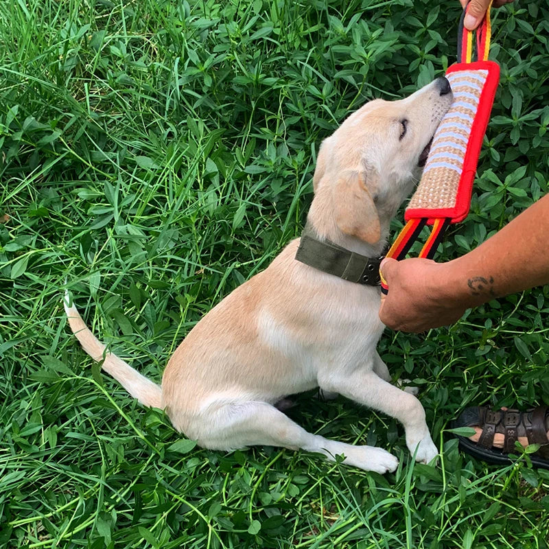 Welpe spielt mit Beißkissen im Gras. Hundetraining, Welpenspielzeug, Outdoor-Aktivität. Ideal für aktive Hundeerziehung und Spaß im Freien.