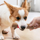 Corgi-Hund kaut auf einem robusten Kauspielzeug aus Holz. Perfekt für Zahnpflege und Spielspaß. Ideal für aktive Hunde. Haustierbedarf online.
