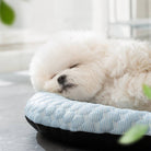 Schlafender weißer Hund auf blauem Hundebett, gemütlich und entspannt. Perfektes Haustierbett für Komfort und Erholung. Ideal für kleine Hunde.