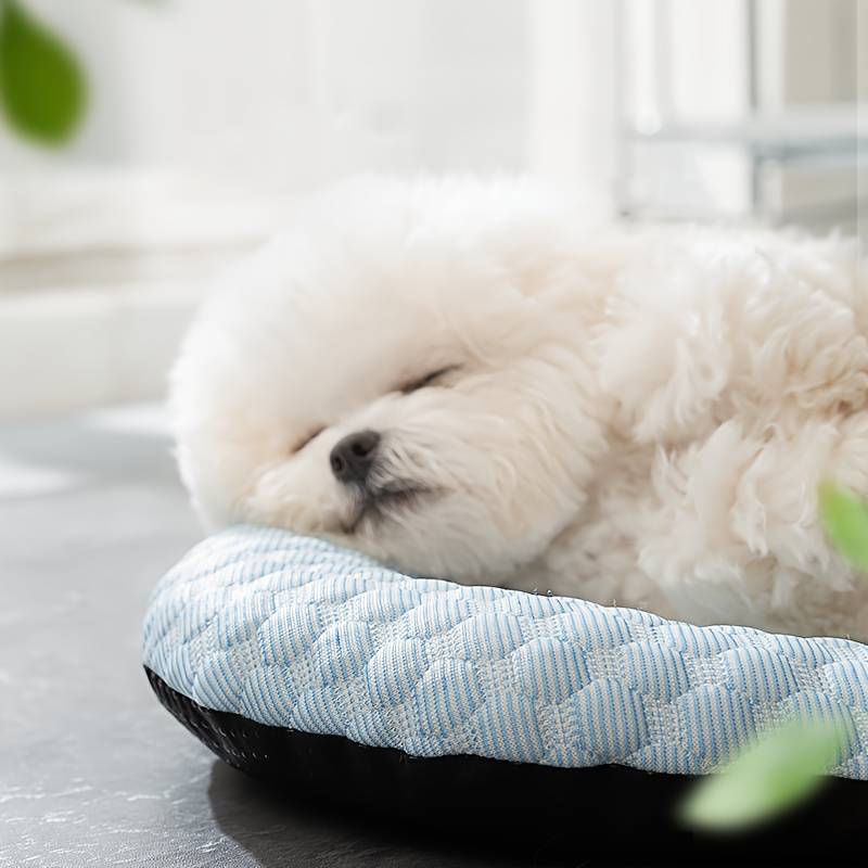 Schlafender weißer Hund auf blauem Hundebett, gemütlich und entspannt. Perfektes Haustierbett für Komfort und Erholung. Ideal für kleine Hunde.