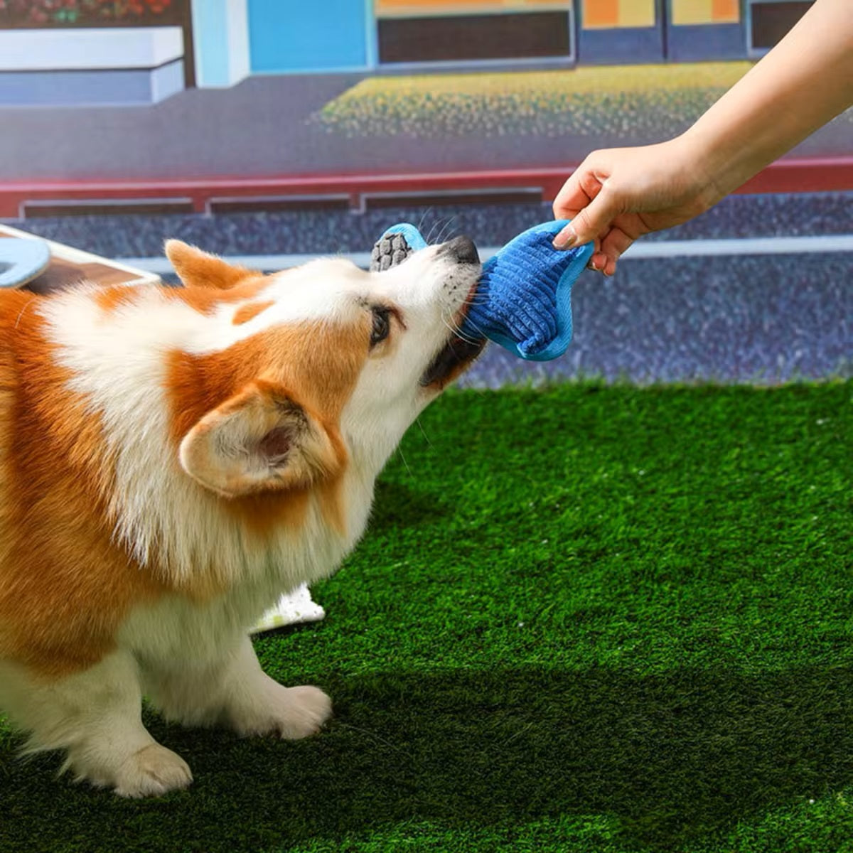 Corgi spielt mit blauem Hundespielzeug auf grünem Rasen. Interaktives Haustierspielzeug, ideal für aktive Hunde. Perfekt für Outdoor-Spiele.