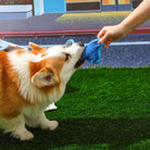 Corgi spielt mit blauem Hundespielzeug auf grünem Rasen. Interaktives Haustierspielzeug, ideal für aktive Hunde. Perfekt für Outdoor-Spiele.