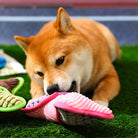 Shiba Inu Hund spielt mit buntem Kauspielzeug auf grünem Rasen. Haustier, Spielzeug, Hundezubehör, Shiba Inu, Kauspielzeug, Outdoor.