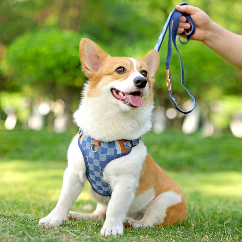 Corgi mit blauem Anti-Zug-Hundegeschirr im Freien, Hundeleine, Haustierzubehör.