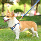Corgi mit blauem Anti-Zug-Hundegeschirr im Park, Hundeleine, Haustierzubehör.