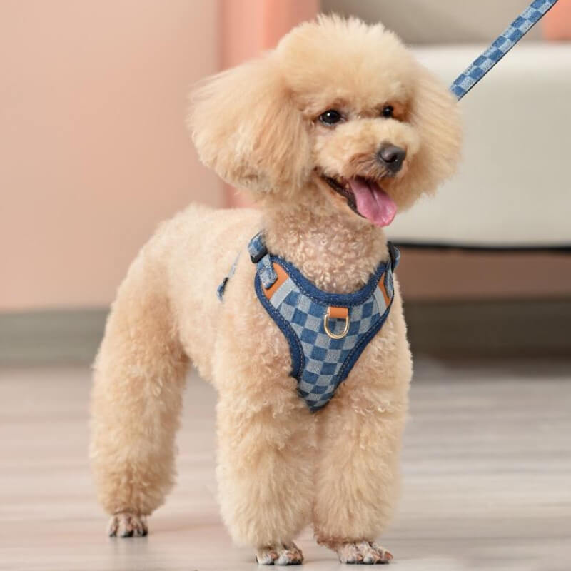 Pudel mit blauem Anti-Zug-Hundegeschirr, kariertes Design, bequemes Haustierzubehör.