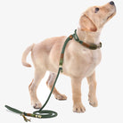 Welpen mit grünem handgestricktem Hundehalsband und Leine, Trainingsset.