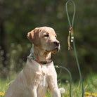 Hund mit handgestrickter Leine und Halsband, grün, für Training und Spaziergänge im Freien.