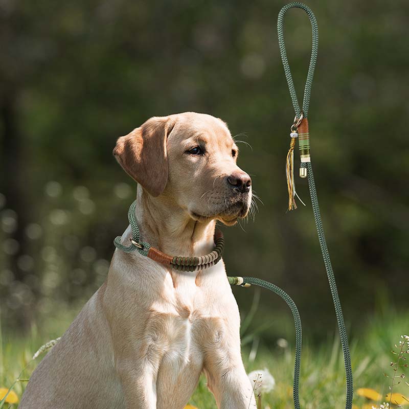 Hund mit handgestrickter Leine und Halsband, grün, für Training und Spaziergänge im Freien.