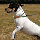 Hund mit handgestrickter grüner Hundeleine und Halsband im Freien auf Wiese.