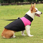 Corgi im schwarzen und pinken Hundemantel auf Wiese. Hundebekleidung, Haustiermode, Outdoor-Hundejacke, stilvoller Hundemantel.