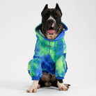 Großer Hund in blau-grünem Hoodie, sitzt vor weißem Hintergrund. Modischer Hunde-Pullover, bequem und stilvoll. Perfekt für Haustiermode.